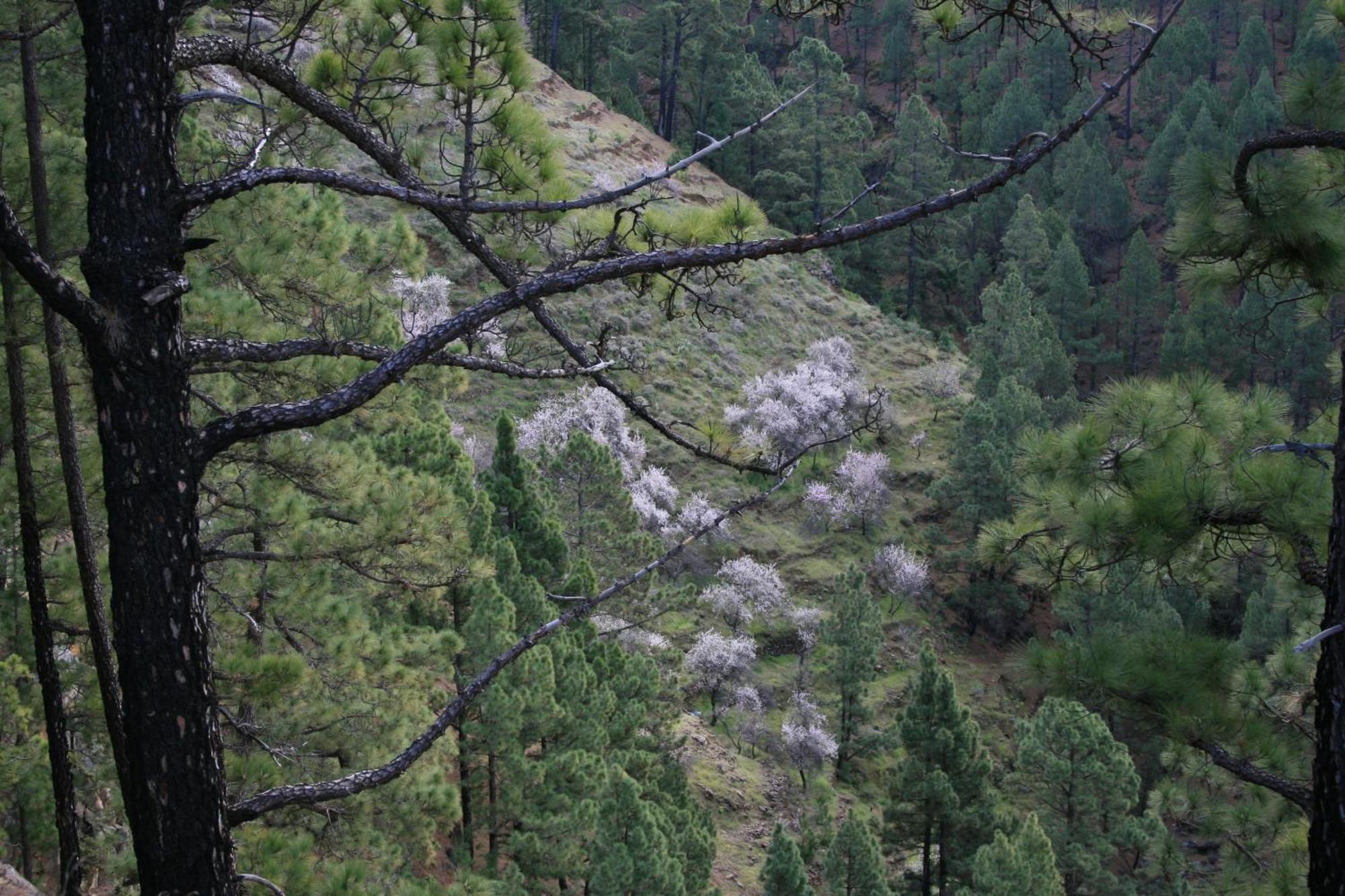 Casa Rural El Riachuelo Garafia Bagian luar foto